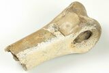 Partial Ornithomimus Toe Bone - Judith River Formation #200262-1